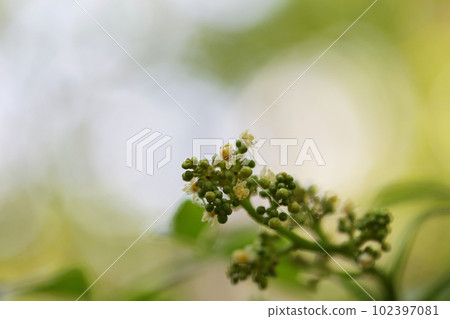 gudongdong flower gudongdong flower 102397081