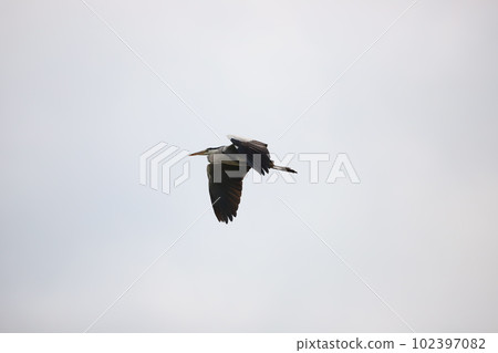 Gray heron flying in the sky Gray heron flying in the sky 102397082