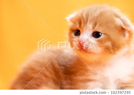 Kitten of Scottish fold Kitten of Scottish fold 102397295
