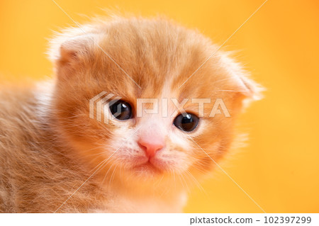Kitten of Scottish fold Kitten of Scottish fold 102397299