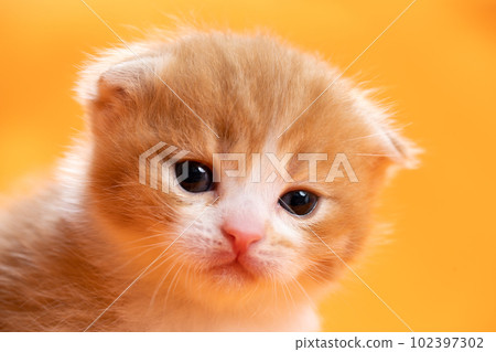 Kitten of Scottish fold Kitten of Scottish fold 102397302