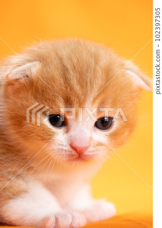 Kitten of Scottish fold 102397305