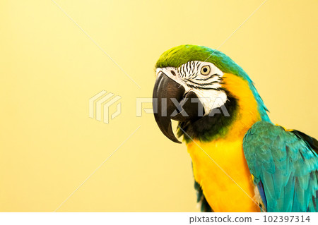 Large blue-and-yellow macaw parrot or ara arauna close-up against a yellow wall. Large blue-and-yellow macaw parrot or ara arauna close-up against a yellow wall. 102397314