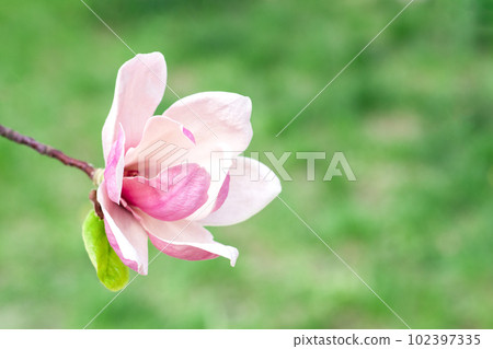 Magnolia flower blooms on blurred natural green background. Selective focus. Magnolia flower blooms on blurred natural green background. Selective focus. 102397335