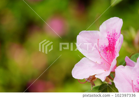 Pink azalea bathed in light Pink azalea bathed in light 102397336