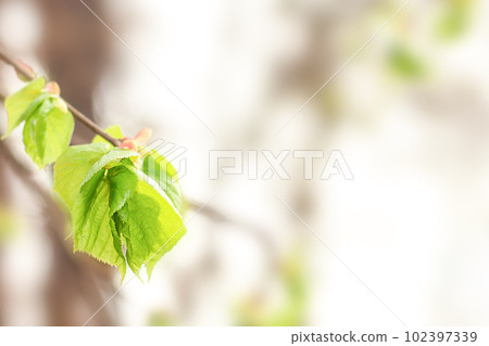 Young green leaves on a tree branch on a blurred natural background in the sun. Selective focus. 102397339