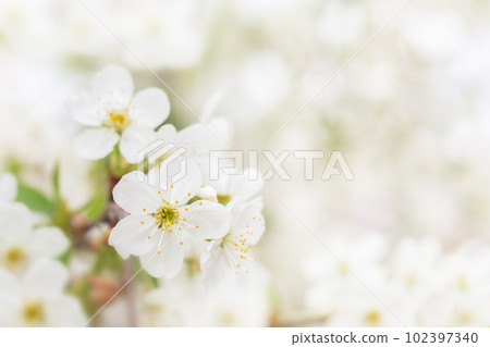White cherry flowers. Selective focus, bokeh and blur. Copyspace White cherry flowers. Selective focus, bokeh and blur. Copyspace 102397340