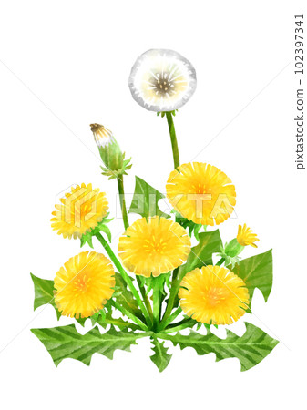 田野裡盛開的蒲公英花的插圖 102397341