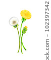 Dandelion cut flower illustration 102397342