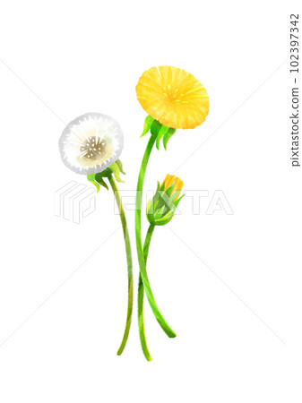 蒲公英切花圖 蒲公英切花圖 102397342