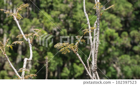Aralia that grows naturally 102397523