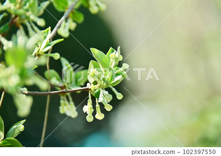 tubular flower tubular flower 102397550