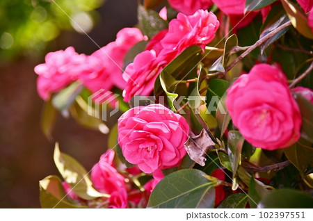 crimson camellia flower crimson camellia flower 102397551