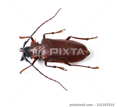 Nature, wildlife and insect with closeup of beetle in studio for environment, zoology and fauna. Animal, natural and creature with bug on white background for mockup, pest and ecosystem from above Nature, wildlife and insect with closeup of beetle in studio for environment, zoology and fauna. Animal, natural and creature with bug on white background for mockup, pest and ecosystem from above 102397818