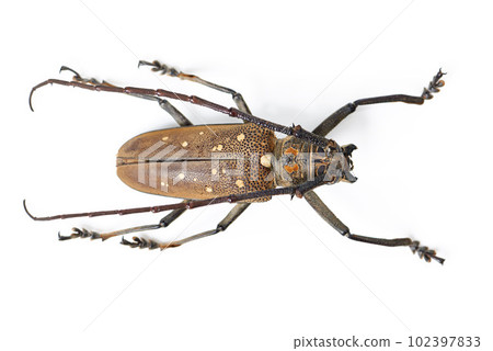 Nature, bug and insect with beetle in studio for ecosystem, biology and wildlife. Biodiversity, pest and fauna with creature isolated on white background for mockup, animal and environment from above 102397833