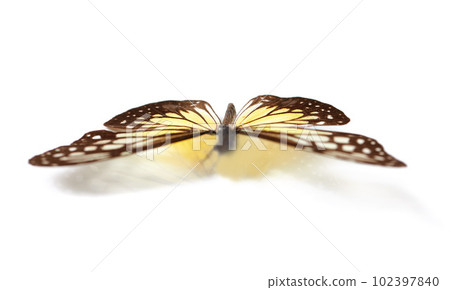 Closeup, insect and bug with butterfly in studio for environment, fauna and ecosystem. Natural, wildlife and biodiversity with moth isolated on white background for antenna, wings or nature mockup 102397840
