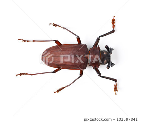 Bug, insect and closeup of titan beetle in studio for environment, zoology and fauna from above. Animal, natural and wildlife nature with creature isolated on white background for mockup and pest 102397841
