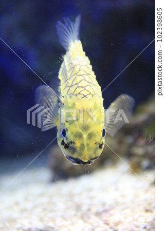 Matsukasauo (Matsukasauo) / Matsukasauo swimming slowly near the bottom of the water 102398605