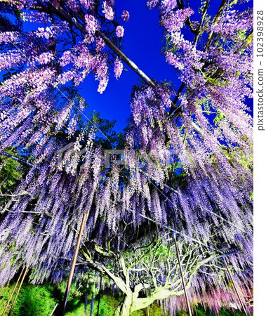 Hyakugoji紫藤點亮與藍色夜空融為一體的Kushaku紫藤 Hyakugoji紫藤點亮與藍色夜空融為一體的Kushaku紫藤 102398928