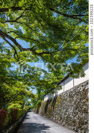 大津市坂本風景覆蓋鵝卵石路的新鮮綠樹 大津市坂本風景覆蓋鵝卵石路的新鮮綠樹 102399228