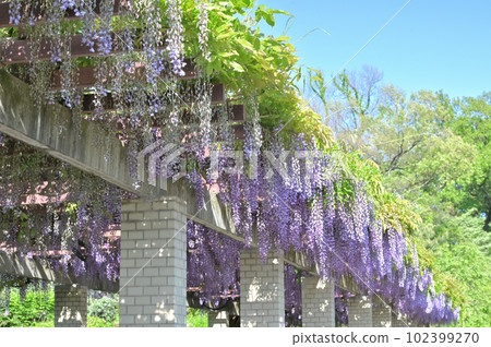 Wisteria trellis in full bloom and blue sky 102399270