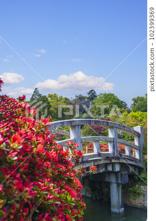 長岡天滿宮霧島杜鵑花盛開石太子橋引道(京都府長岡京市) 長岡天滿宮霧島杜鵑花盛開石太子橋引道(京都府長岡京市) 102399369