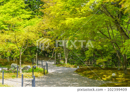 Nagaoka Tenmangu Shrine Kinkeien surrounded by fresh greenery (Nagaokakyo City, Kyoto Prefecture) Nagaoka Tenmangu Shrine Kinkeien surrounded by fresh greenery (Nagaokakyo City, Kyoto Prefecture) 102399409