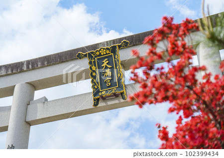 盛開的長岡天滿宮霧島杜鵑花正面大鳥居(京都府長岡京市) 盛開的長岡天滿宮霧島杜鵑花正面大鳥居(京都府長岡京市) 102399434
