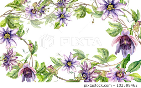 Frame of passion flower plant watercolor illustration isolated on white. Blue tropical plant, stem and foliage hand drawn. Design element for invitation, menu, label, tableware, packaging, wrapping Frame of passion flower plant watercolor illustration isolated on white. Blue tropical plant, stem and foliage hand drawn. Design element for invitation, menu, label, tableware, packaging, wrapping 102399462