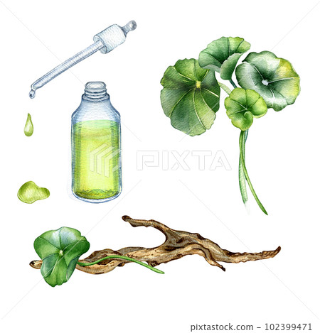 Centella asiatica, essential oils, wooden branch watercolor illustration isolated on white. Pennywort, gotu kola herbal plants, cola, driftwood hand drawn. Design element for package, label, wrapping Centella asiatica, essential oils, wooden branch watercolor illustration isolated on white. Pennywort, gotu kola herbal plants, cola, driftwood hand drawn. Design element for package, label, wrapping 102399471