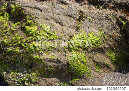 Moss on the rocks of Nagahama Beach 102399697