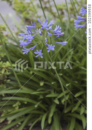 清爽的百子蓮 102399938