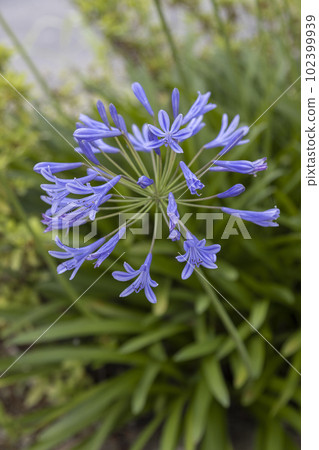 清爽的百子蓮 清爽的百子蓮 102399939