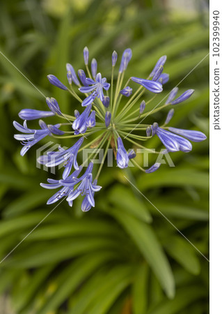 清爽的百子蓮 102399940