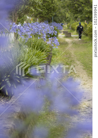 長廊上成群結隊地生長著百子蓮 102399941