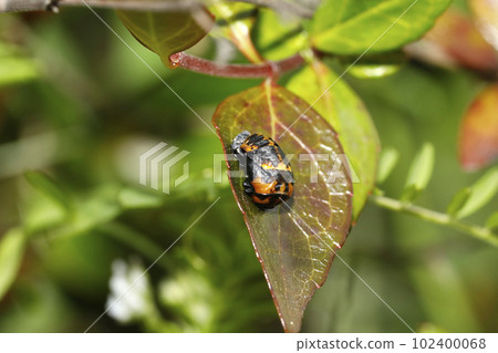 Pupa of the ladybird Pupa of the ladybird 102400068