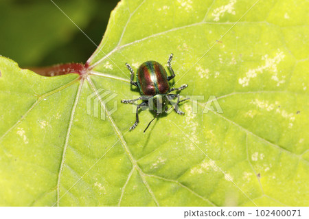 Red leaf beetle Red leaf beetle 102400071
