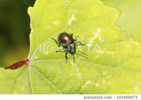 Red leaf beetle Red leaf beetle 102400073