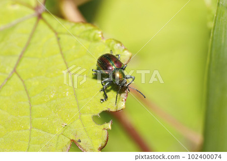 Red leaf beetle Red leaf beetle 102400074