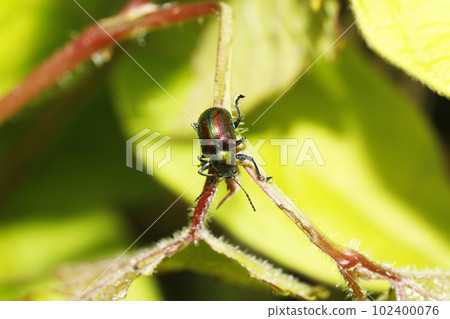 Red leaf beetle Red leaf beetle 102400076