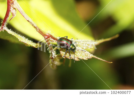 Red leaf beetle Red leaf beetle 102400077