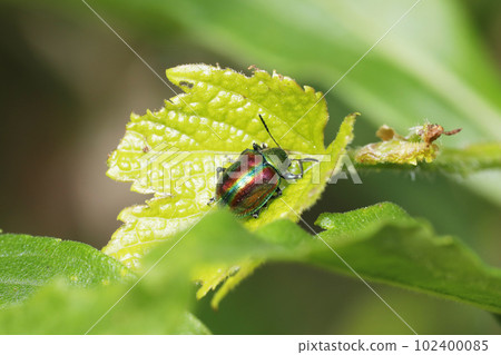 Red leaf beetle Red leaf beetle 102400085