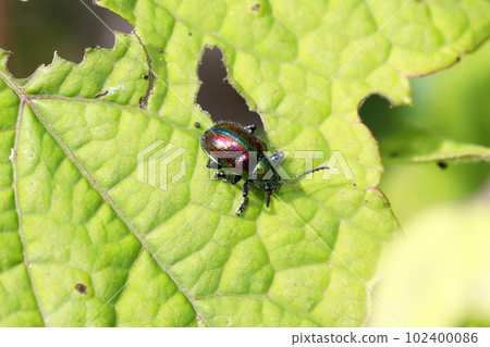 Red leaf beetle Red leaf beetle 102400086
