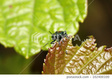 Red leaf beetle Red leaf beetle 102400100