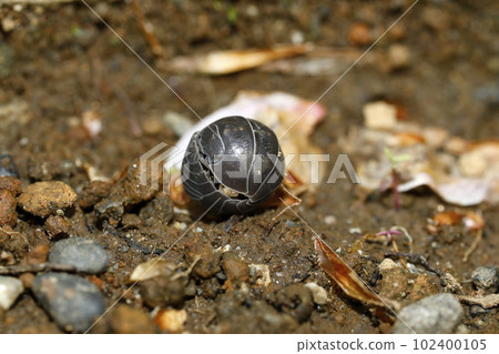 Okandan beetle 102400105