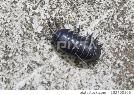 Okandan beetle 102400106