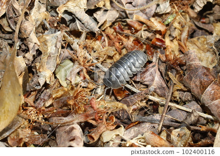 Okandan beetle Okandan beetle 102400116