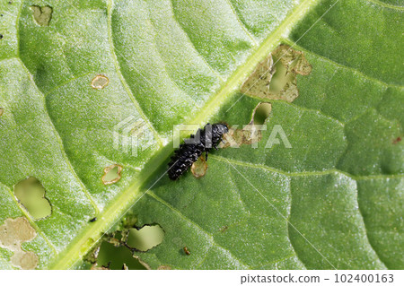 Larva of Kogatarurihamushi Larva of Kogatarurihamushi 102400163