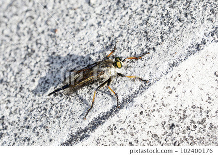 馬加雷爾雪松 102400176