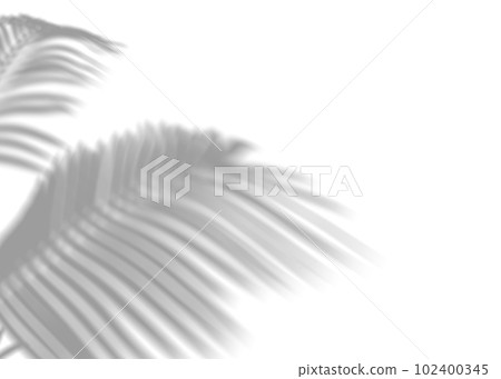 Shadow from palm leaves, overlay effect. Realistic gray shadow on white background. Applicable for product presentation, photos, backdrop. Sun light. 3D render. Shadow from palm leaves, overlay effect. Realistic gray shadow on white background. Applicable for product presentation, photos, backdrop. Sun light. 3D render. 102400345